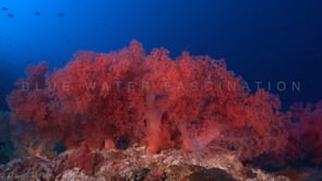 0505_Red soft corals with blue ocean background