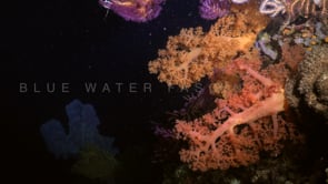 0587_Soft corals at night