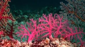0577_Pink soft coral on coral reef