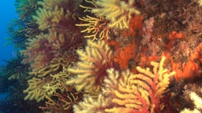 0611_Red and yellow gorgonians in the Mediterranean Sea