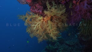 0642_Yellow soft coral with blue ocean background