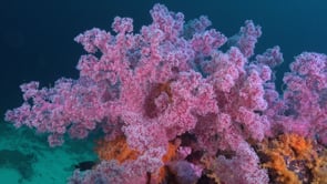 0643_Pink soft coral on coral reef
