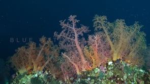 0644_Soft coral mix on coral reef