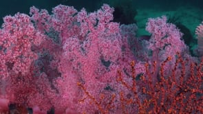 0645_Pink soft coral close up