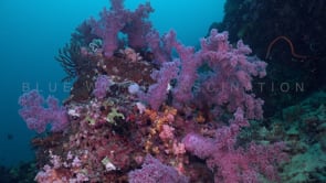 0649_Purple soft corals on coral reef