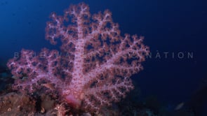 0653_Pink soft coral close up