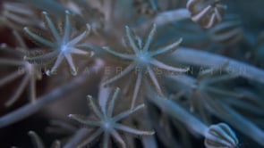 0811_Xenia Corals feeding close up