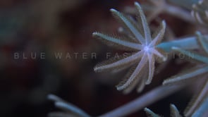 0812_single Xenia coral feeding super close up