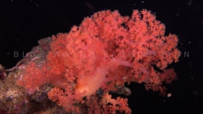 0814_Red soft coral at night