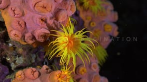 0815_Daisy coral at night