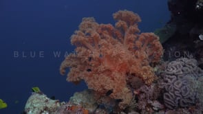 0816_Orange coral on coral reef