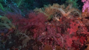 0848_Array of Soft Corals close up
