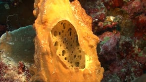 0858_yellow sponge close up
