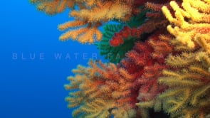 0919_Gorgonian sea fan close up in Mediterranean Sea