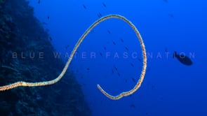 1068_White whip coral in blue ocean blue ocean