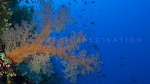 1335_Orange soft coral in blue ocean