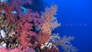1336_Soft corals drop off