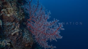 1414_Red coral with white polyps in blue ocean