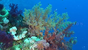 1505_Soft coral array in the Red Sea