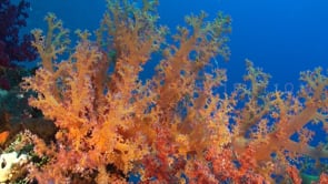 1506_orange soft coral red sea