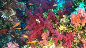 1507_Soft corals and reef fishes