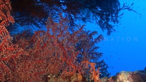 1508_Soft coral scenery in the Red Sea