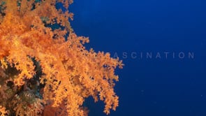 1509_Orange soft coral close up Red Sea