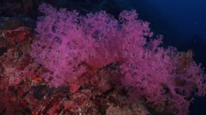1696_Pink soft coral on reef
