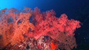1697_Orange and pink soft corals on reef