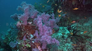 1698_Purple soft corals and Anthias fish