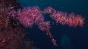 1699_purple soft coral facing ocean
