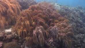 1701_soft corals hanging from reef