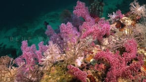 1702_pink soft corals and Xenia coral on coral reef