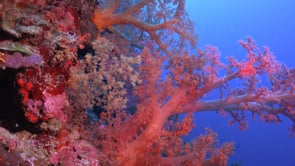 1704_mixed soft corals drop off