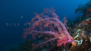 1705_Pink soft coral on wall