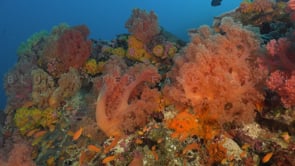 0627_Coral reef with soft corals