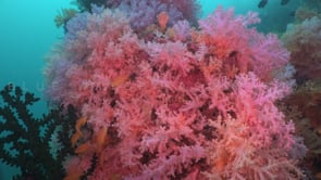1730_Pink soft corals and orange Anthias fish close up