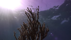 1725_Soft coral water surface sun rays