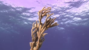 1724_Soft coral below ocean surface