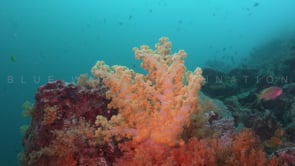1728_yellow and orange soft corals on coral reef
