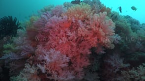 1729_mixed colorful soft corals on coral reef