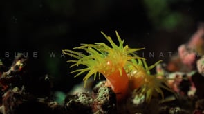 1733_Daisy coral at night close up