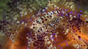 0824_Coleman shrimps cleaning on fire urchin