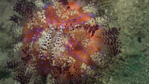 0121_Coleman shrimps on fire urchin