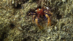 0126_Squat Lobster feeding