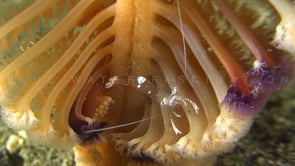 0231_Anemone shrimp on sea pen
