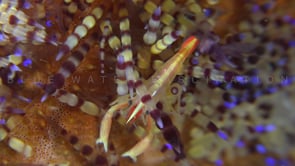 0824_Brook's Urchin shrimp on fire urchin
