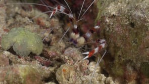 1967_Banded coral shrimp on coral reef