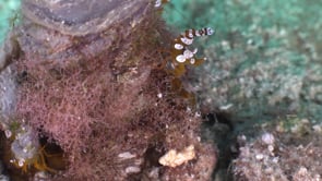 0359_Humpback shrimp on coral reef