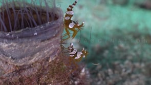 0360_Humpback shrimps on coral reef